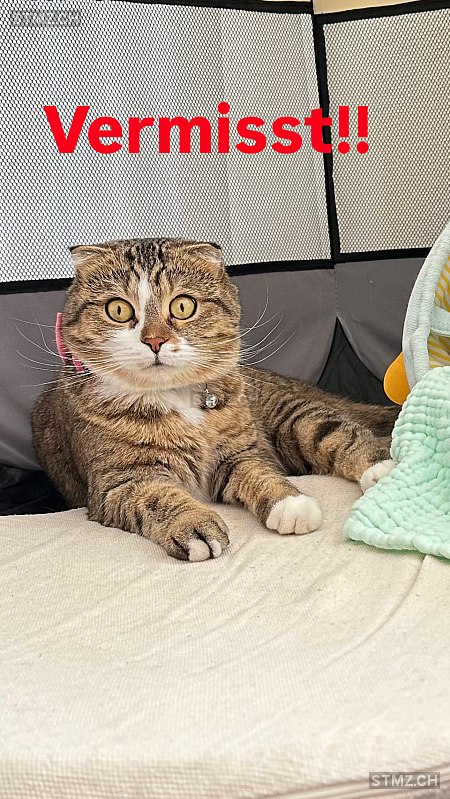 Furby — British Kurzhaar ♀, Vermisst seit 07.12.2025, Buchs SG (SG)