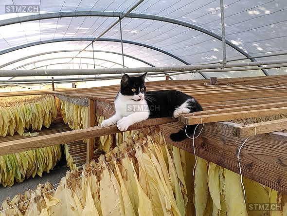 Zorro — British Kurzhaar ♀, Vermisst seit 19.11.2025, Payerne (VD)