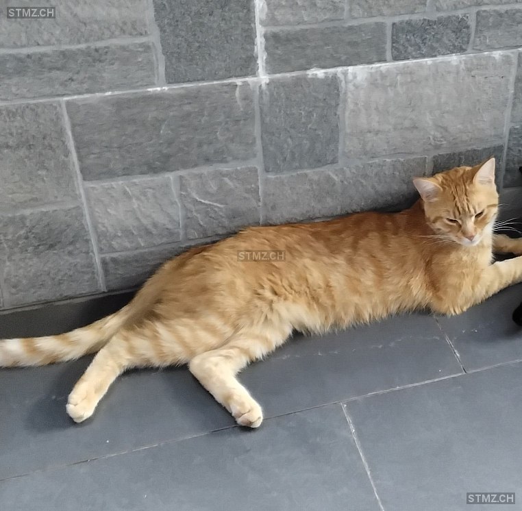 Tabasco — Hauskatze ♂, Vermisst seit 02.12.2025, Taverne (TI)