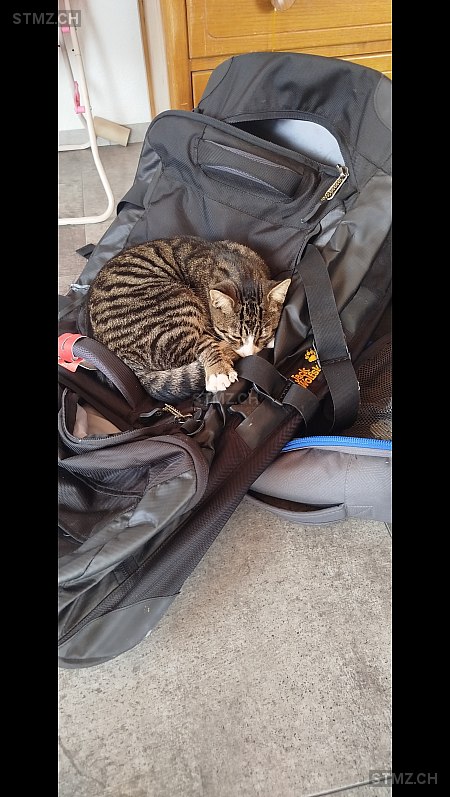 Theo — Hauskatze ♂, Vermisst seit 07.12.2025, Koppigen (BE)