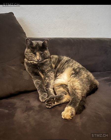 Flèche — Hauskatze ♀, Vermisst seit 22.08.2025, Lajoux JU (JU)