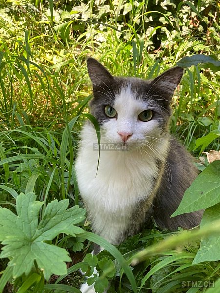 Orion — Hauskatze ♂, Vermisst seit 06.10.2025, Arzier (VD)