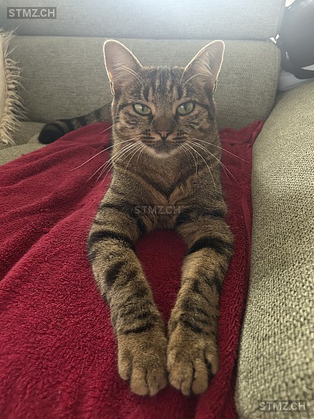 Bella — Hauskatze ♀, Vermisst seit 03.11.2025, Gamprin-Bendern (FL)