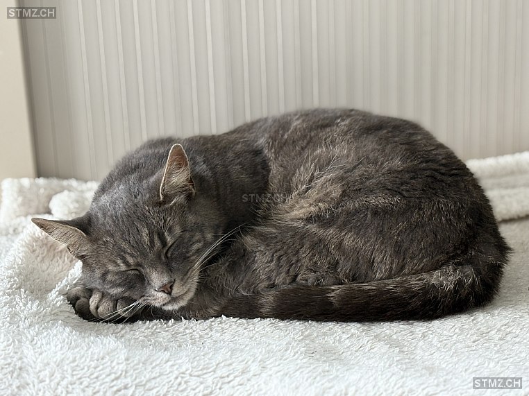 Foofy — British Kurzhaar ♀, Vermisst seit 13.11.2025, Gstaad (BE)