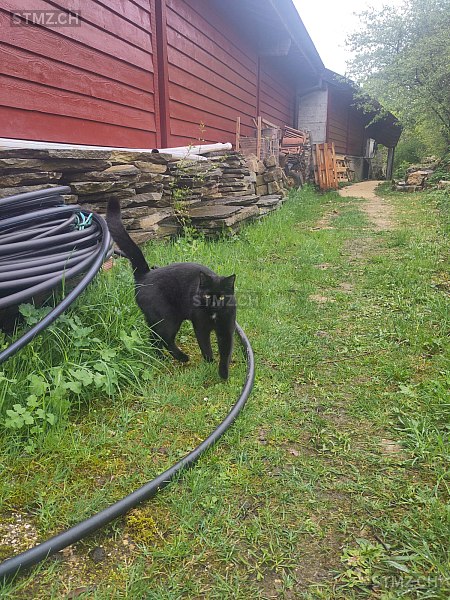 Ebène — Hauskatze ♀, Vermisst seit 26.09.2025, Montezillon (NE)