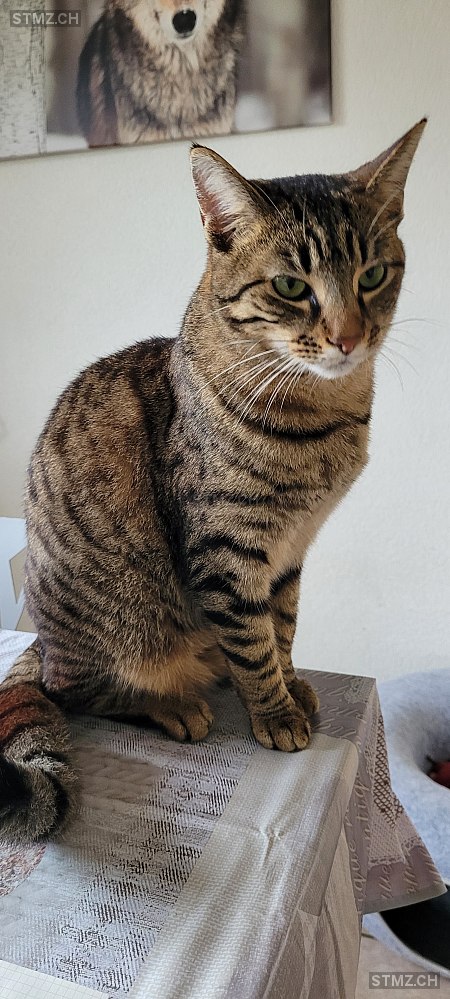 Nutella — Hauskatze ♀, Vermisst seit 06.12.2025, Vétroz (VS)