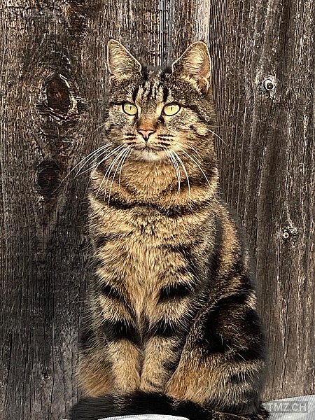 Kvikka — Hauskatze ♀, Vermisst seit 16.05.2025, Lyss (BE)