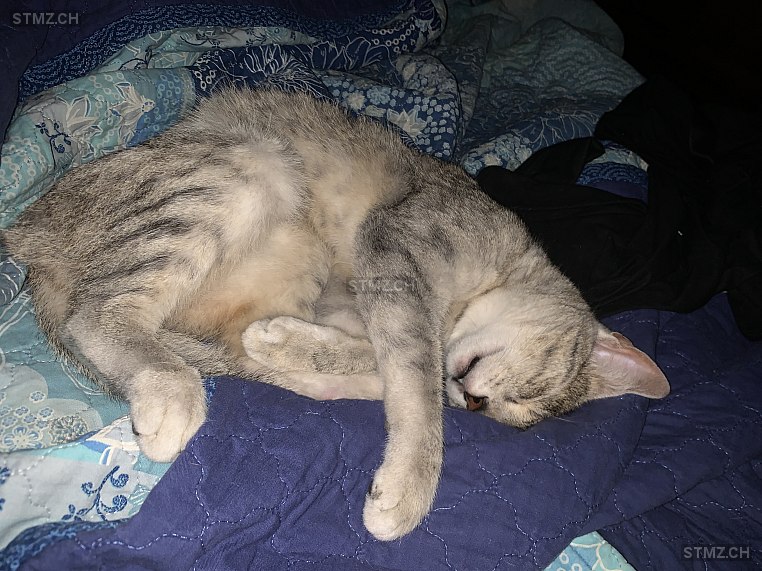 Tekno — Hauskatze ♀, Vermisst seit 06.12.2025, Viganello (TI)