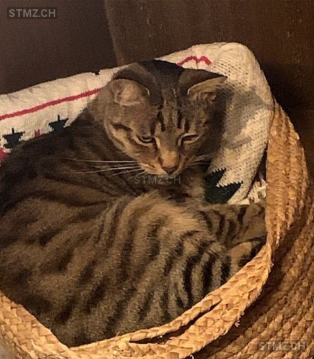 Giaguaro — Hauskatze ♂, Vermisst seit 24.10.2025, Viganello (TI)