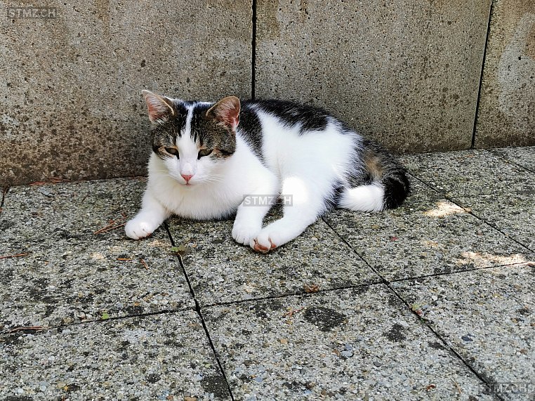 Joya — Hauskatze ♀, Vermisst seit 22.11.2025, Küssnacht am Rigi (SZ)