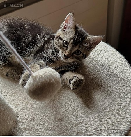 Billy — Hauskatze ♂, Vermisst seit 09.12.2025, Carrouge VD (VD)