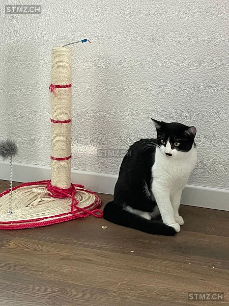 Tonic — Hauskatze ♂, Vermisst seit 01.12.2025, Thalwil (ZH)