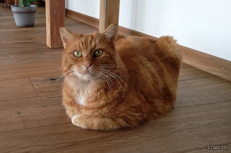 Carmine — Hauskatze ♂, Vermisst seit 10.03.2023, Kirchdorf BE (BE)