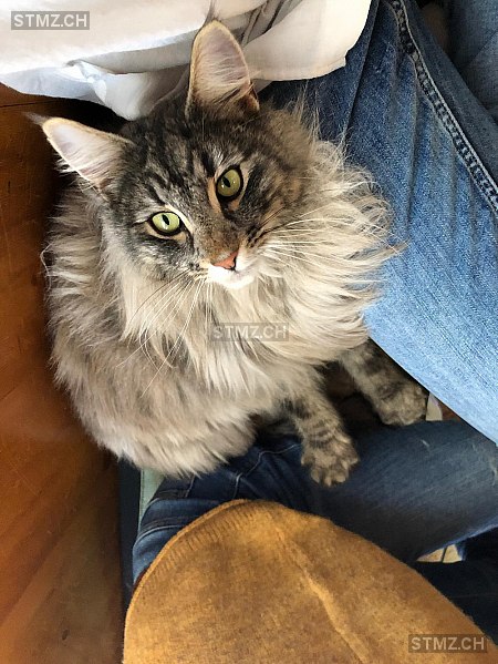 Thor — Norwegische Waldkatze ♂, Vermisst seit 09.11.2020, Wattenwil (BE)