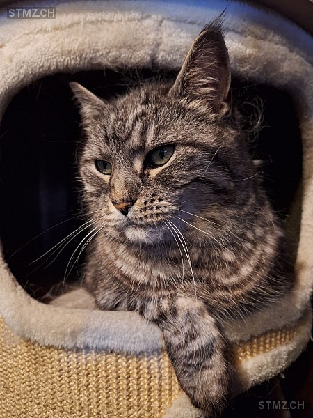 Krümel — Hauskatze ♂, Vermisst seit 27.11.2025, Sissach (BL)