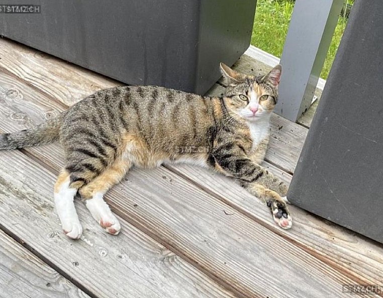 Caya — Hauskatze ♀, Vermisst seit 25.09.2023, Walenstadt (SG)