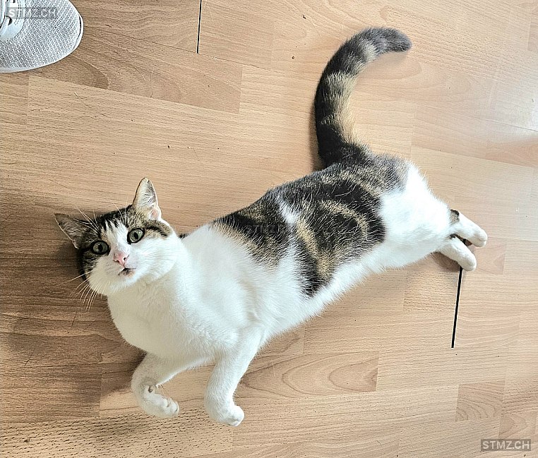 Lucy — Hauskatze ♀, Vermisst seit 08.12.2025, Safenwil (AG)