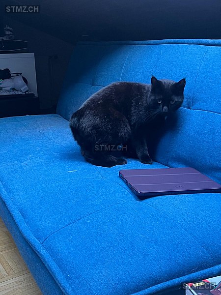 Bob — Hauskatze ♂, Vermisst seit 07.12.2025, Fribourg (FR)