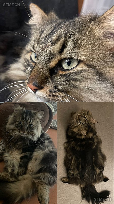 Kim — Hauskatze ♂, Vermisst seit 15.11.2025, Steffisburg (BE)