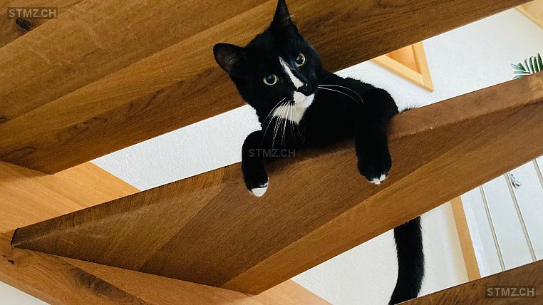 Picasso — Hauskatze ♂, Vermisst seit 16.06.2024, Cerniat FR (FR)