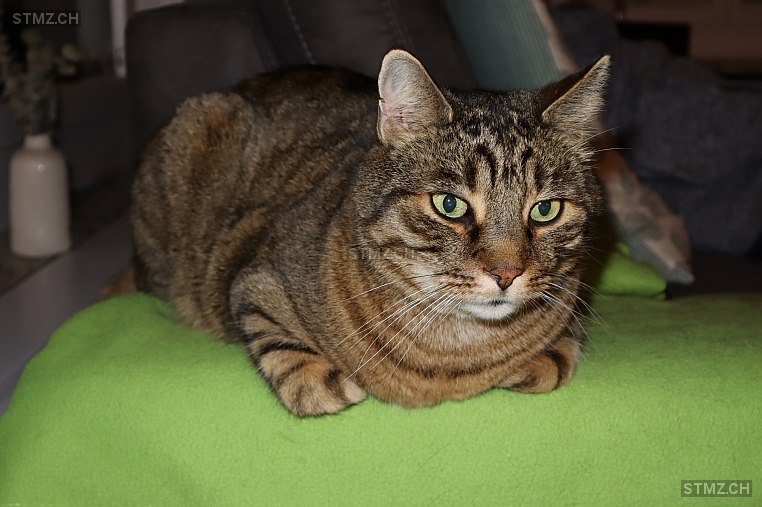 Leo — Hauskatze ♂, Vermisst seit 11.12.2025, Winterthur (ZH)