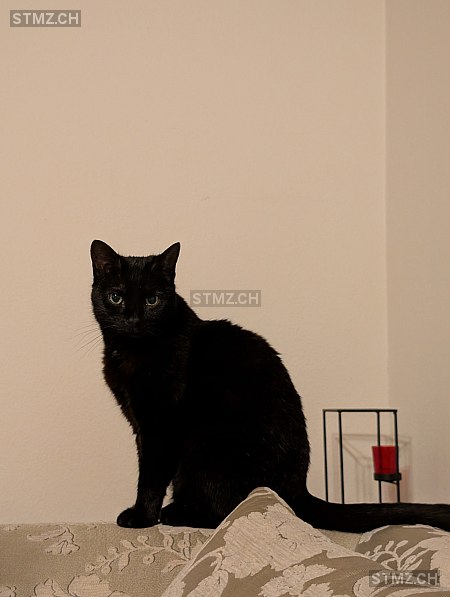 Elena — Hauskatze ♀, Vermisst seit 01.10.2025, Sargans (SG)