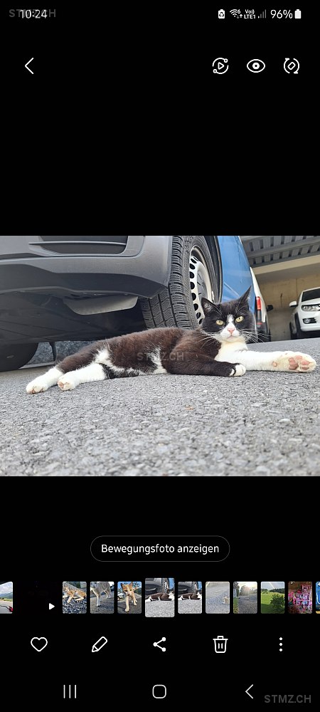 Prinz — Hauskatze ♂, Vermisst seit 11.12.2025, Tuggen (SZ)