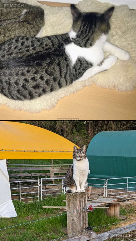 Suki — Katze ♀, Vermisst seit 14.08.2025, Thayngen (SH)