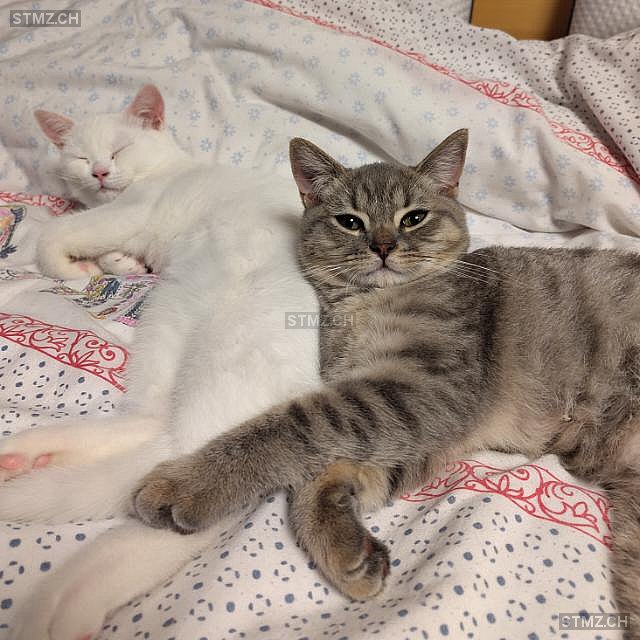 Jabar — British Kurzhaar ♂, Vermisst seit 23.11.2025, Beringen (SH)