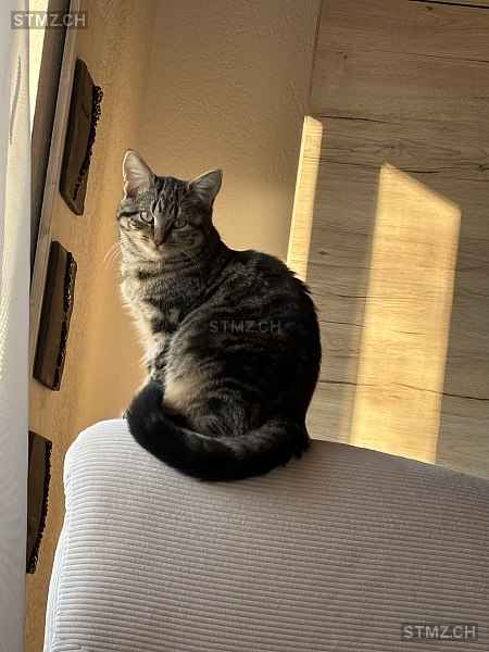 Syla — Hauskatze ♀, Vermisst seit 12.12.2025, Wilen bei Wil (TG)