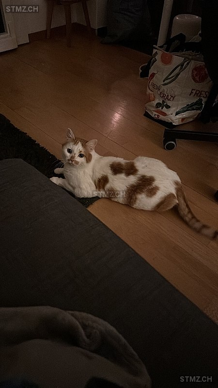 Ailo — Hauskatze ♂, Vermisst seit 08.12.2025, Münchenbuchsee (BE)