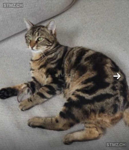 Nox (ehem. Taco) — Hauskatze ♂, Vermisst seit 07.11.2025, Stallikon (ZH)