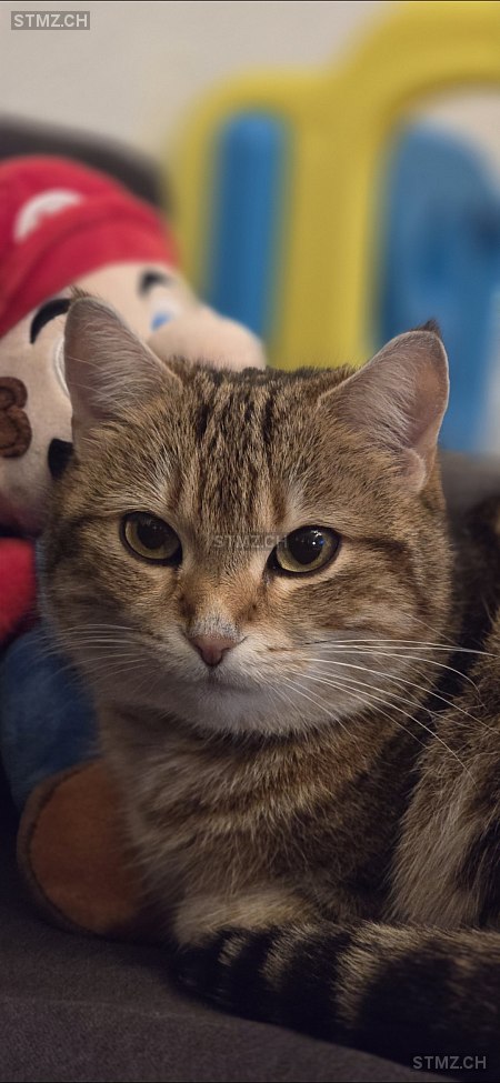 Vermisste Katzen #389257 — Hauskatze ♀, Vermisst seit ?, Bützberg (BE)