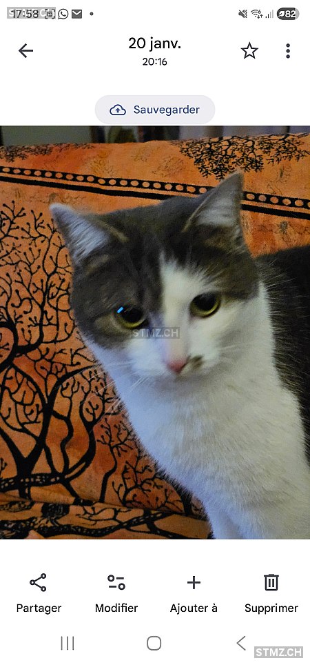 Mia — Hauskatze ♀, Vermisst seit 14.12.2025, Ebnat-Kappel (SG)