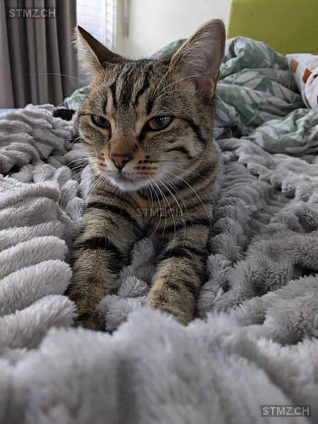 Iwa — Hauskatze ♀, Vermisst seit 05.07.2025, Büren an der Aare (BE)