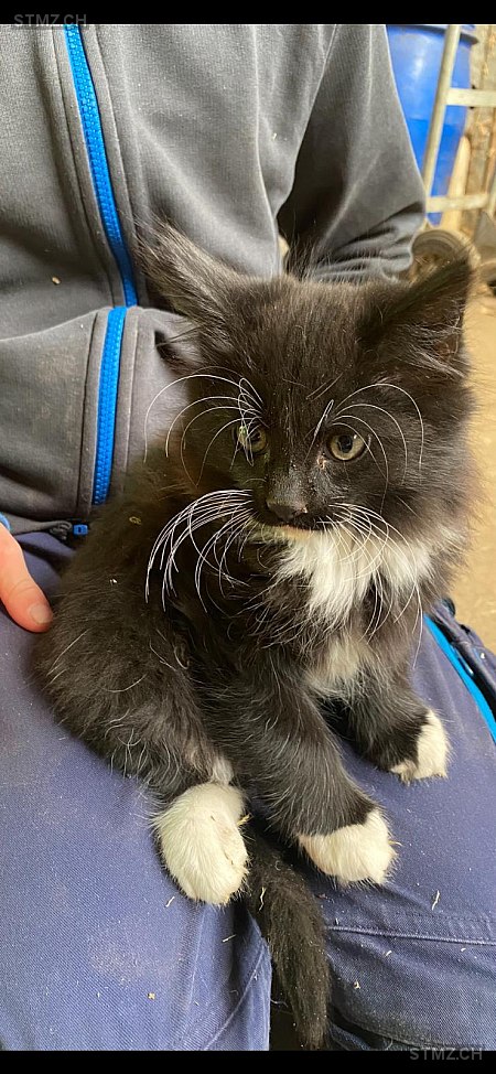 Leo — Hauskatze ♂, Vermisst seit 14.12.2025, Unterbach BE (BE)