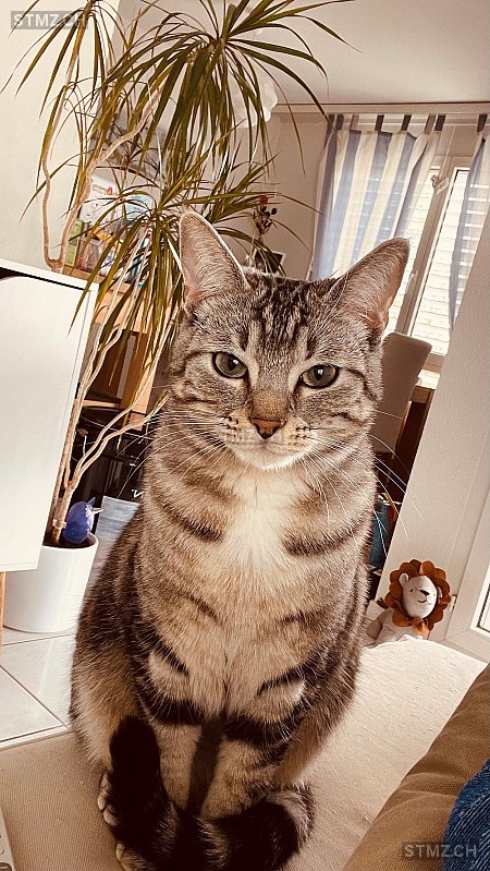 Tekyla — Hauskatze ♀, Vermisst seit 01.11.2025, Chevroux (VD)