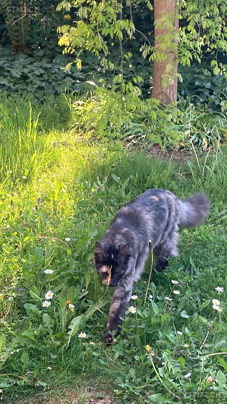 Lily — Maine Coon ♀, Vermisst seit 12.12.2025, Choëx (VS)