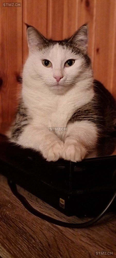 Bianca — Hauskatze ♀, Vermisst seit 19.11.2025, Val-d'Illiez (VS)