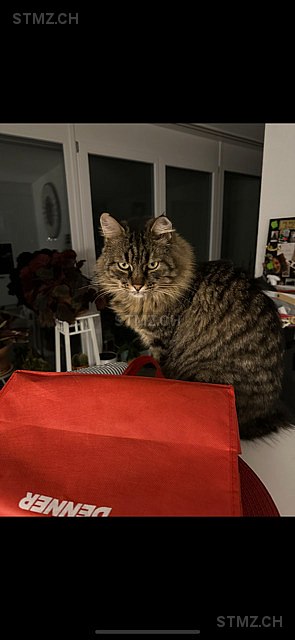 Escobar — Hauskatze ♂, Vermisst seit 08.12.2025, Neyruz FR (FR)
