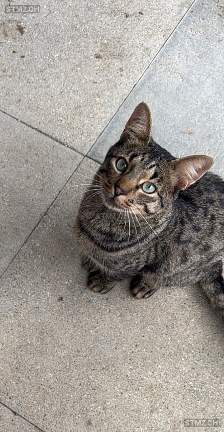 Mogli — Hauskatze ♂, Vermisst seit 14.11.2025, Scherzingen (TG)