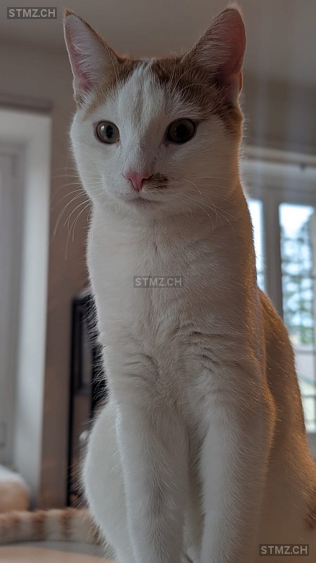 Barney — Hauskatze ♂, Vermisst seit 16.12.2025, Duillier (VD)