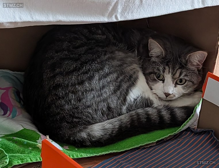 Balu — Hauskatze ♂, Vermisst seit 14.12.2025, Wynau (BE)