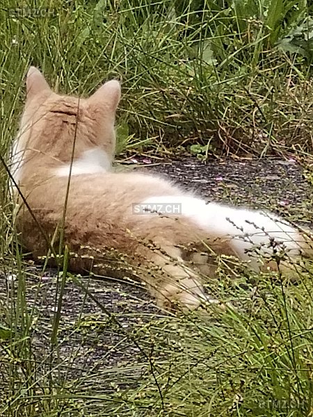 Diyo — Hauskatze ♂, Missing since 09.11.2025, Zürich (ZH)