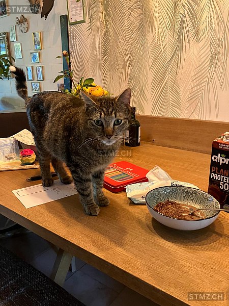 Jimmylee — Hauskatze ♂, Vermisst seit 17.12.2025, Rheinau (ZH)