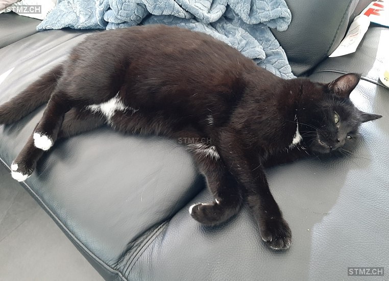 Felix — Hauskatze ♂, Vermisst seit 15.12.2025, Krauchthal (BE)