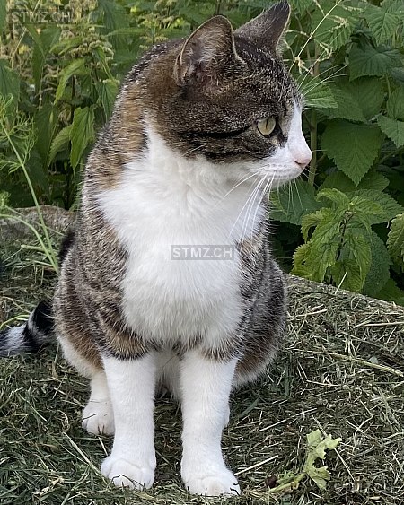 Mina — Hauskatze ♀, Vermisst seit 08.11.2025, Bäretswil (ZH)