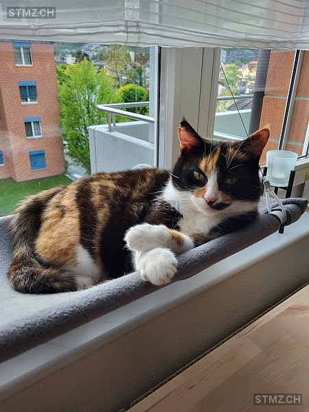 Vermisste Katzen #389555 — Hauskatze ♀, Vermisst seit ?, Schaffhausen (SH)