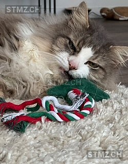 Gizmo — Norwegische Waldkatze ♂, Vermisst seit 28.11.2025, Metzerlen (SO)