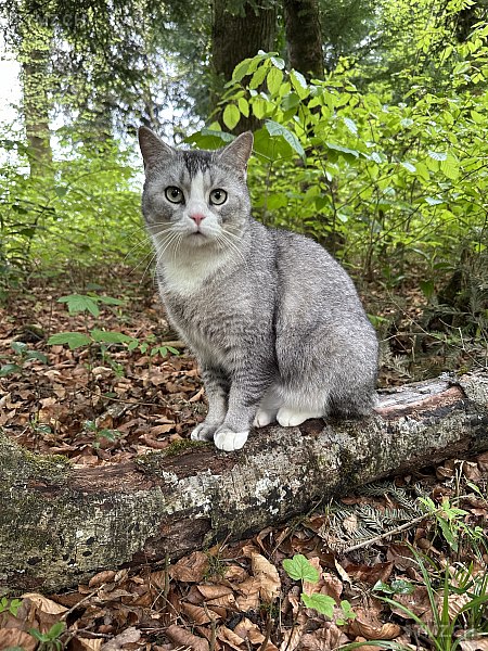 Bubu — Hauskatze ♂, Vermisst seit 17.12.2025, Recherswil (SO)